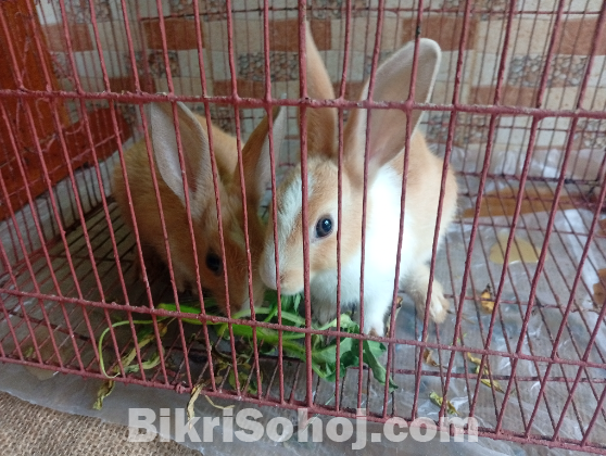 Rabit